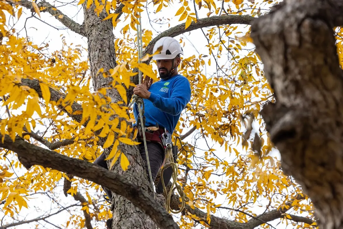 Skilled Tree Pruning crew working in Sopchoppy