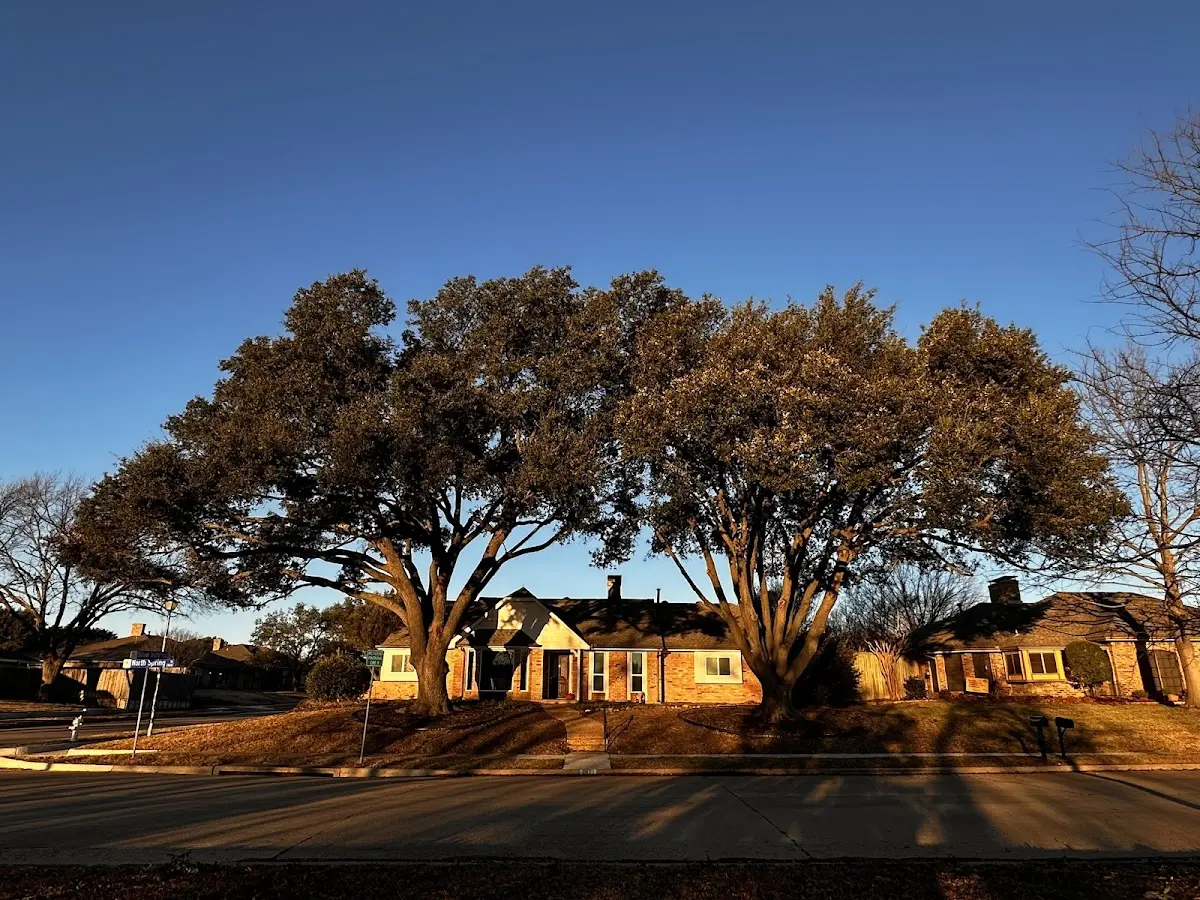 Established residential canopy tree shading a home in Sopchoppy